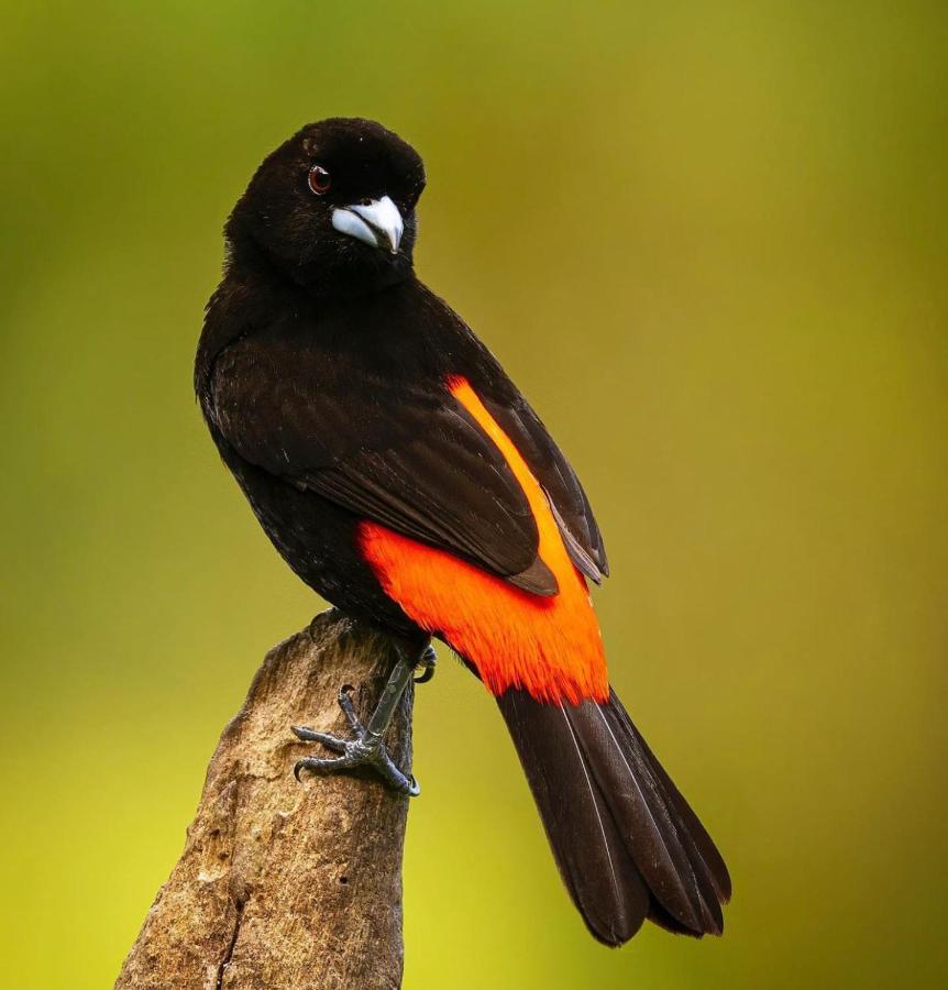 Casita El Sonido De Las Aves Uvita Ngoại thất bức ảnh